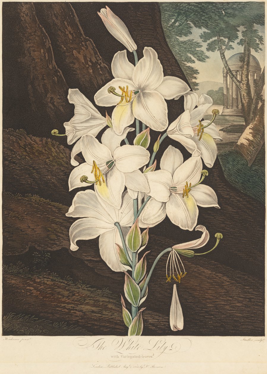 Flora Tapınağı veya Doğa Bahçesi: Alacalı Yapraklı Beyaz Zambak..., 1800. by Joseph Constantine Stadler