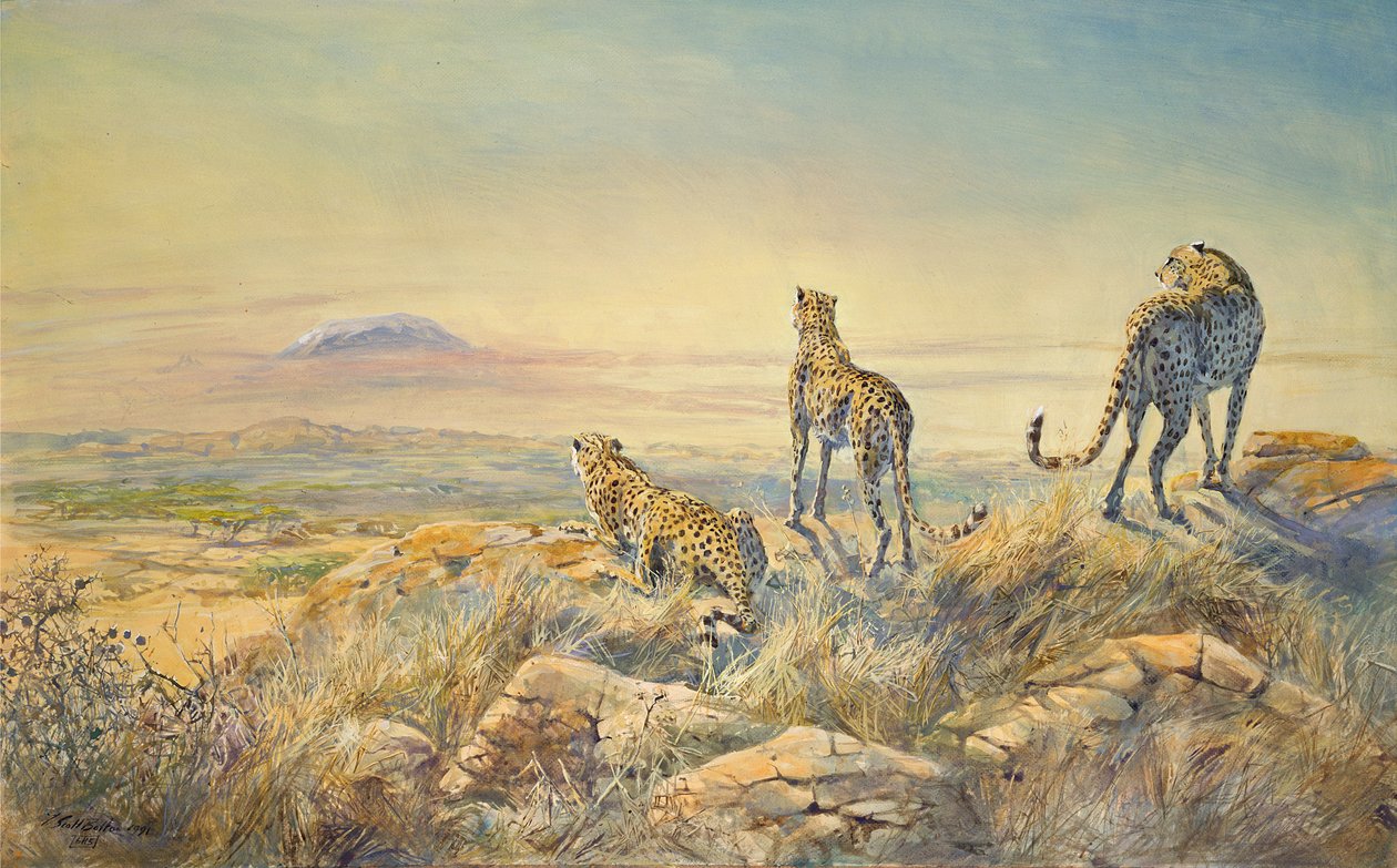 Arka planda Kilimanjaro ile çita, 1991 (wc) by Tim Scott Bolton