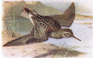Pektoral Sandpiper, Frederick Warne & Co Ltd tarafından yayınlanan Britanya Adaları Kuşları ve Yumurtalarından, 1958