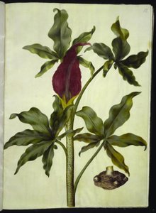 Dracunculus vulgaris (almindelig dragerod) by Hans Simon Holtzbecker