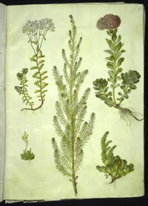 Sedum albümü (beyaz taş otu); Sedum anacampseros (yuvarlak yapraklı taş otu); Sedum (taş otu); Suaeda vera (çalı-kıyı kaz ayağı); Sedum rupestre (dağ çöreği) by Hans Simon Holtzbecker
