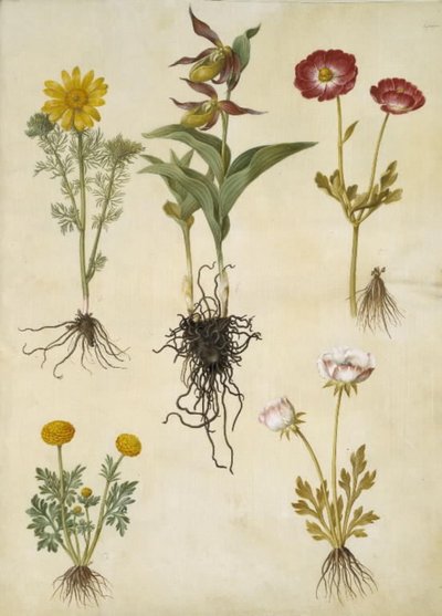 Adonis vernalis (vår-adonis); kaygan ayakkabı (stor fruesko); Ranunculus asiaticus (sahip-ranunkel); Düğünçiçeği (sanat af ranunkel) by Hans Simon Holtzbecker