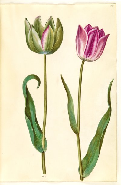 Tulipa gesneriana (lale var) by Hans Simon Holtzbecker