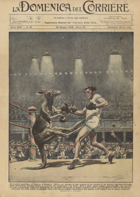 boks kanguru by Achille Beltrame
